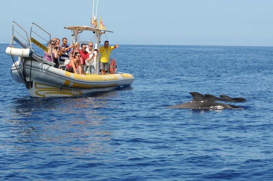 Los Gigantes: Dolphin and Whale Watching Cruise by Speedboat - Guides On Board: Luca and Alejandro Style Matters