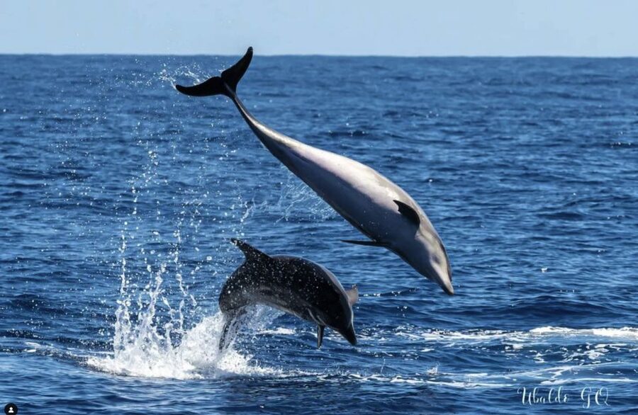 Los Gigantes: Dolphin and Whale Watching Cruise by Speedboat - Who This Tour Suits Best (And Who Should Think Twice)
