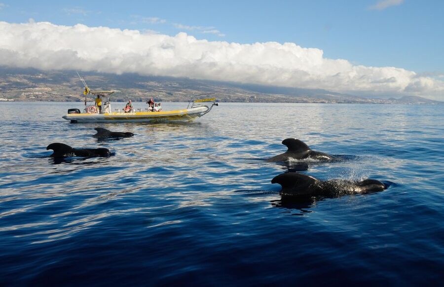 Los Gigantes: Dolphin and Whale Watching Cruise by Speedboat - The 2-Hour Schedule: What Happens in Real Time