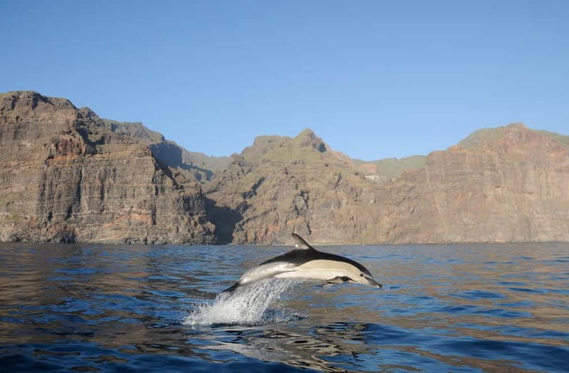 Los Gigantes: Dolphin and Whale Watching Tour with Drinks - Los Gigantes Cliffs, Masca Bay, and the “See It for Yourself” Feel
