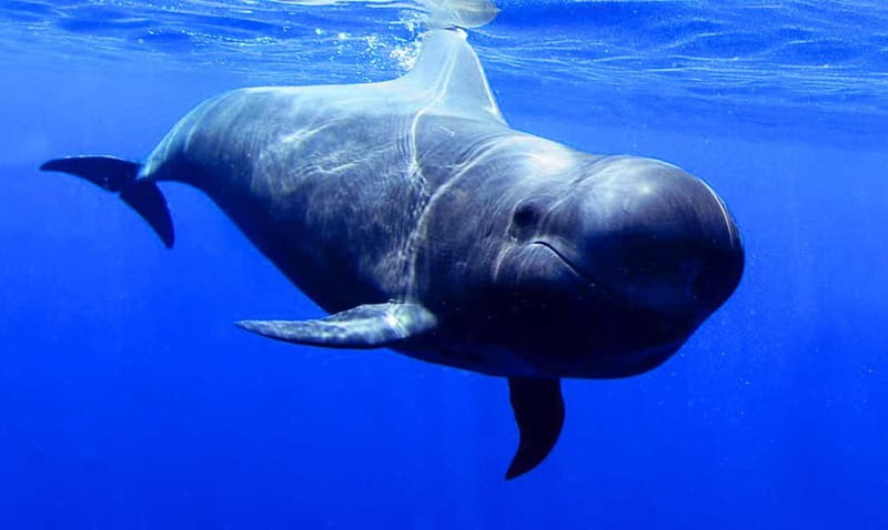 Los Gigantes: Dolphin and Whale Watching Tour with Drinks - Dolphins and Whales: How to Think About “Success” on This Tour