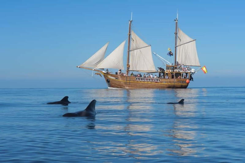 Los Gigantes: Dolphin and Whale Watching Tour with Drinks - The Boat, the Crew, and Why This Trip Feels Fun, Not Stuffy