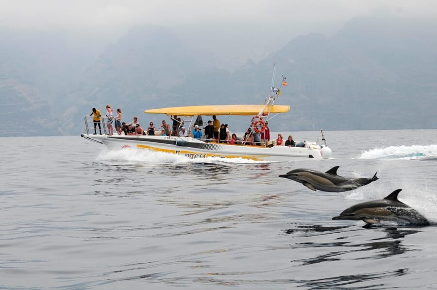 Los Gigantes: Dolphin & Whale Watching Cruise with Swim Stop - Key things to know before you board