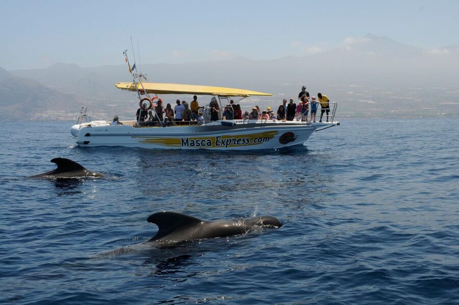 Los Gigantes: Dolphin & Whale Watching Cruise with Swim Stop - Wildlife sightings: what you can count on, and what you can’t