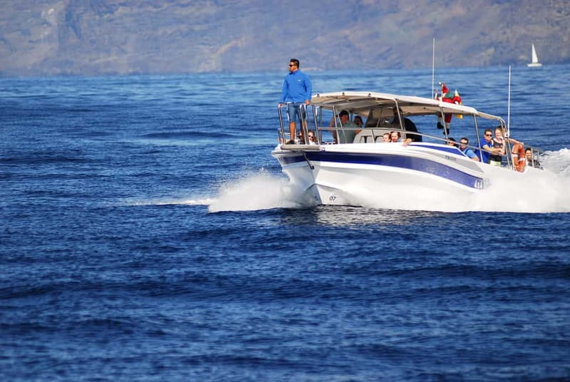 Los Gigantes: Whale or dolphin watching and swimming tour in Masca - Key Highlights You Will Actually Care About