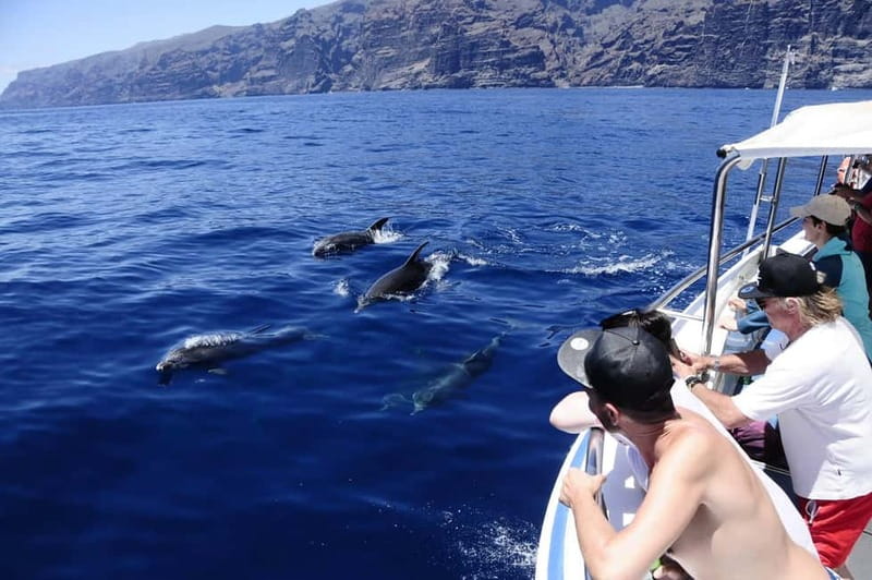 Los Gigantes: Whale or dolphin watching and swimming tour in Masca - Meeting at Maritima Acantilados or Nashira Uno: Logistics That Prevent Stress
