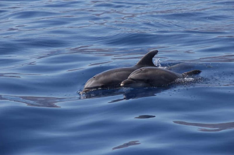 Los Gigantes: Whale or dolphin watching and swimming tour in Masca - Masca Bay Swim Stop Under the Cliffs: Short, Spectacular, and Worth It