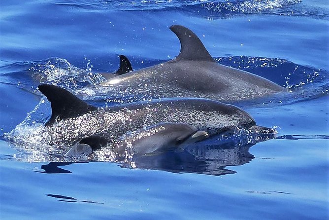 Los Gigantes Whale Watching Charter by Sail Boat - Key highlights worth knowing