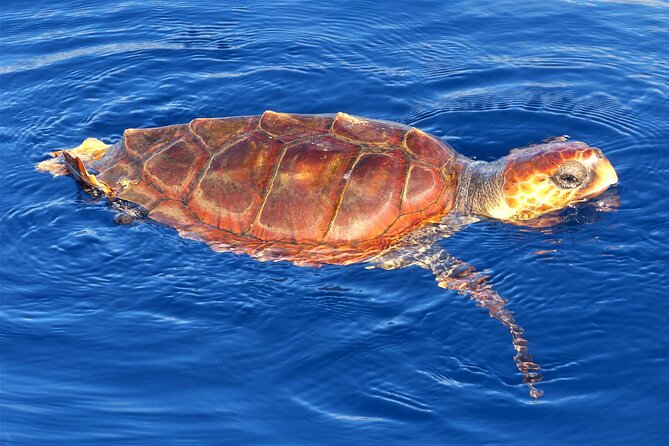 Los Gigantes Whale Watching Charter by Sail Boat - Snorkeling and swimming near the cliffs, with food waiting on board