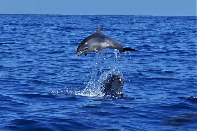 Los Gigantes Whale Watching Charter by Sail Boat - Meeting point in Santa Cruz de Tenerife, and how to avoid last-minute stress