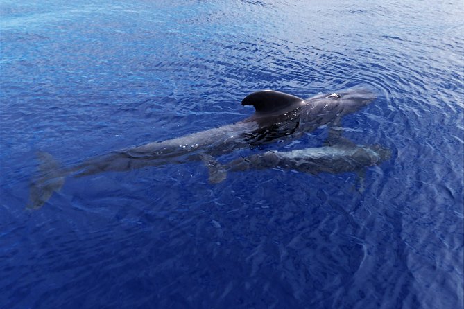 Los Gigantes Whale Watching Charter by Sail Boat - Language, crew style, and the Sunday and Monday wrinkle