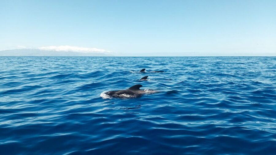 Los Gigantes: Whales and Dolphin Watching Cruise with Lunch - Key things to know before you go