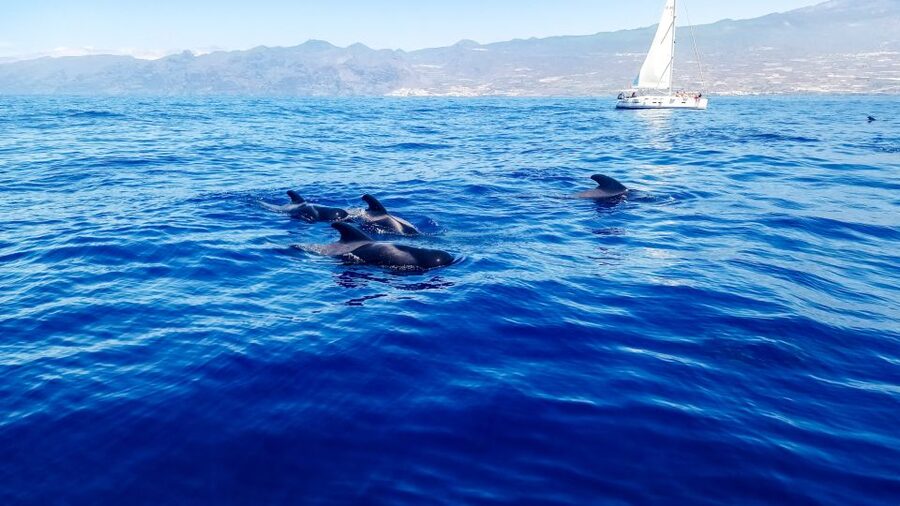 Los Gigantes: Whales and Dolphin Watching Cruise with Lunch - A Los Gigantes Cruise Built Around Real Wildlife Time