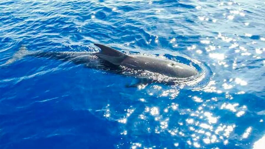 Los Gigantes: Whales and Dolphin Watching Cruise with Lunch - The Cliffs of the Giants Stop: Photos First, Then Water Time