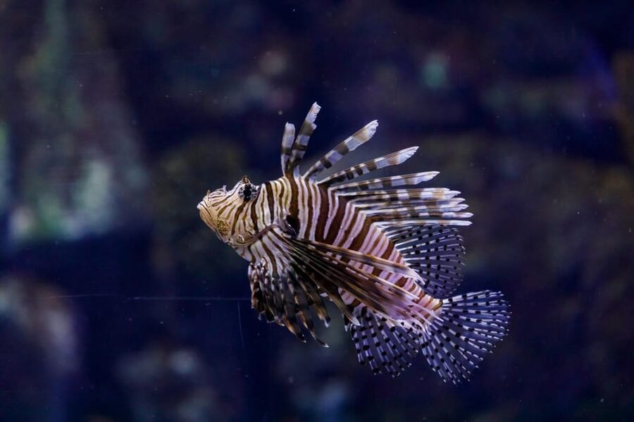 Madrid: Atlantis Aquarium Entry Ticket - Interactive learning that turns questions into momentum