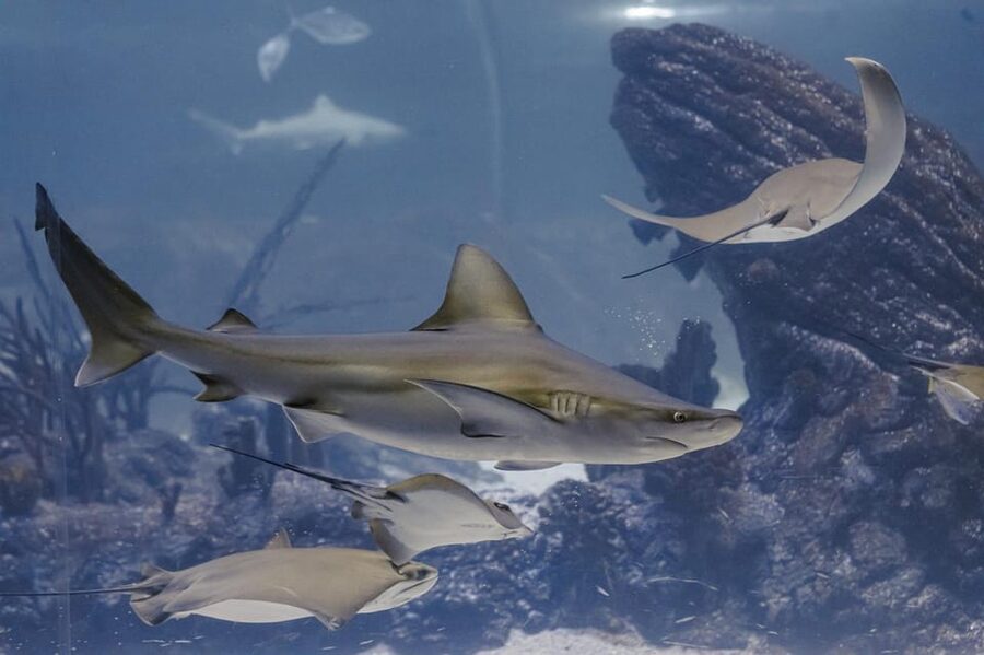 Madrid: Atlantis Aquarium Entry Ticket - The badge quest: Ambassador of Atlantis and a conservation mindset
