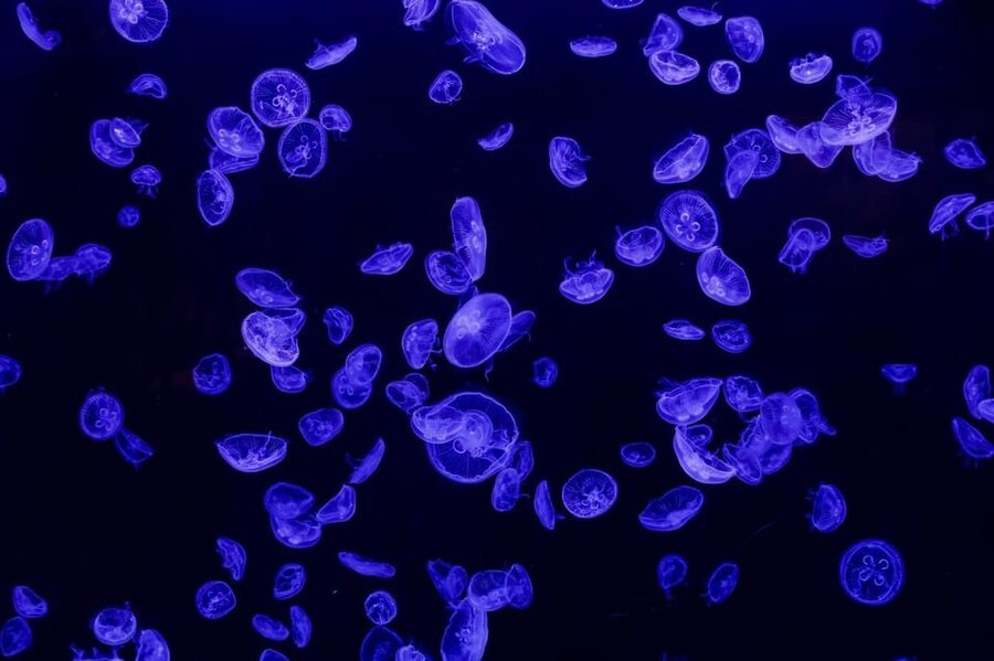 Madrid: Atlantis Aquarium Entry Ticket - What $14 gets you, and when it is good value
