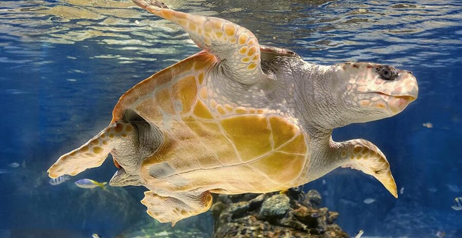 Madrid: Atlantis Aquarium Entry Ticket - Timing, crowds, and staying comfortable