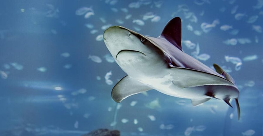Madrid: Atlantis Aquarium Entry Ticket - Practical stuff to pack and know before you go