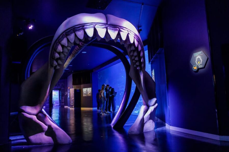 Madrid: Atlantis Aquarium Entry Ticket - Walking the route: 20 aquariums, 150 species, big variety