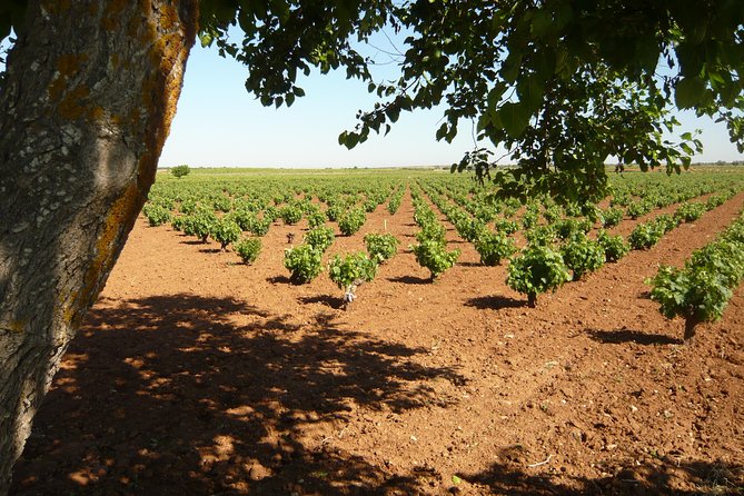 Madrid Countryside Wineries Guided Tour with Wine Tasting - Entering Vinos de Madrid, close enough for a real day trip