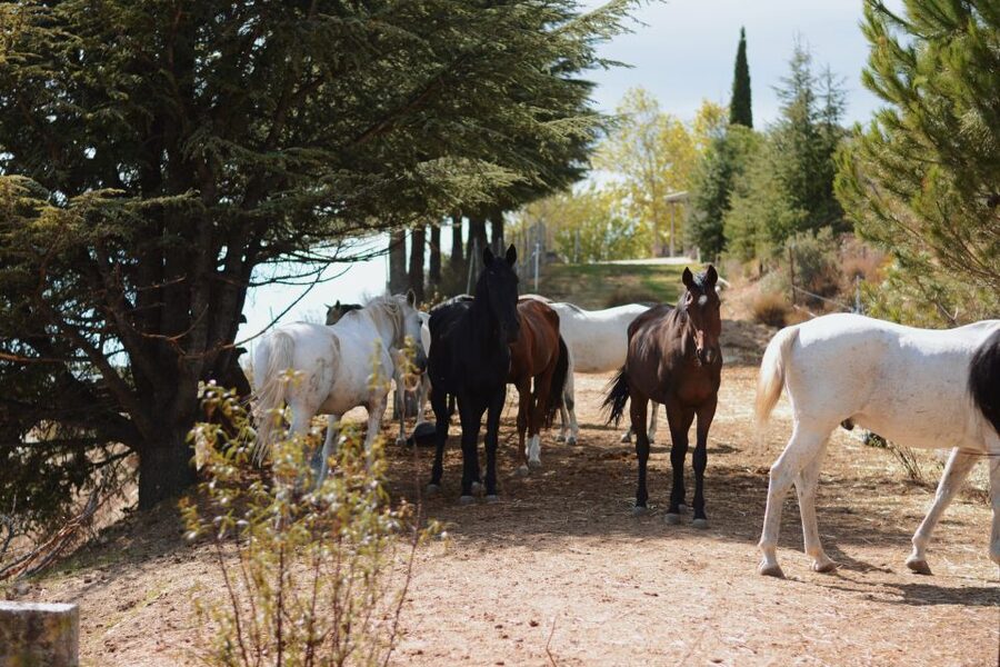 Madrid: Horse Riding in Sierra del Guadarrama National Park - Who this tour suits best, and who should skip it