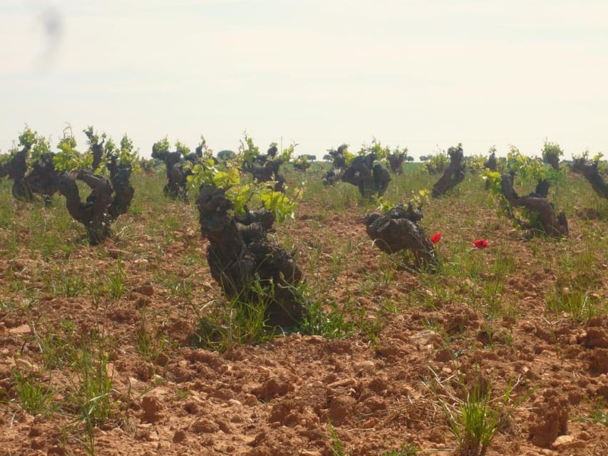 Madrid Region Wineries Guided Tour with Wine Tastings - Chinchón Winery Time: Medieval Town Energy Plus Real Tastings