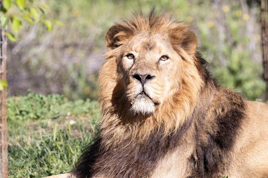 Madrid: Zoo Aquarium Madrid Ticket - Key highlights before you go