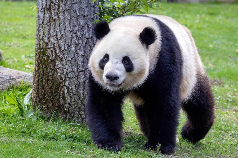 Madrid: Zoo Aquarium Madrid Ticket - Giant pandas, lynxes, koalas, and the star species to aim for