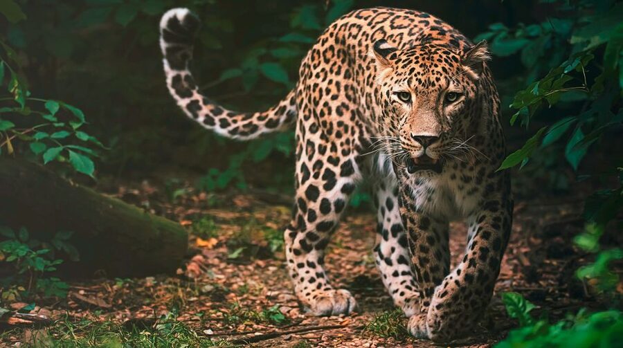 Madrid: Zoo Aquarium Madrid Ticket - The aquarium experience, oceans you can actually watch