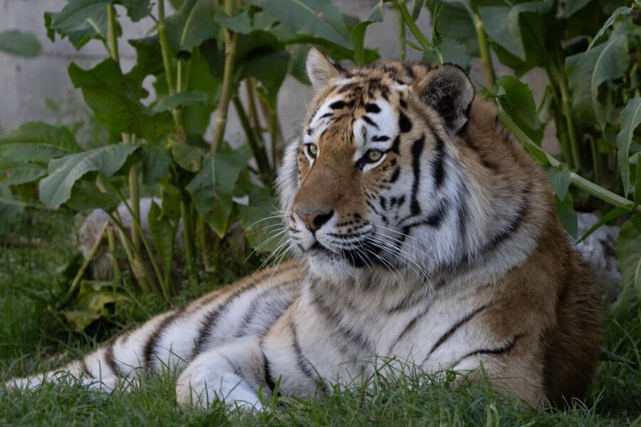 Madrid: Zoo Aquarium Madrid Ticket - Animal performances, feeding time, and educational talks