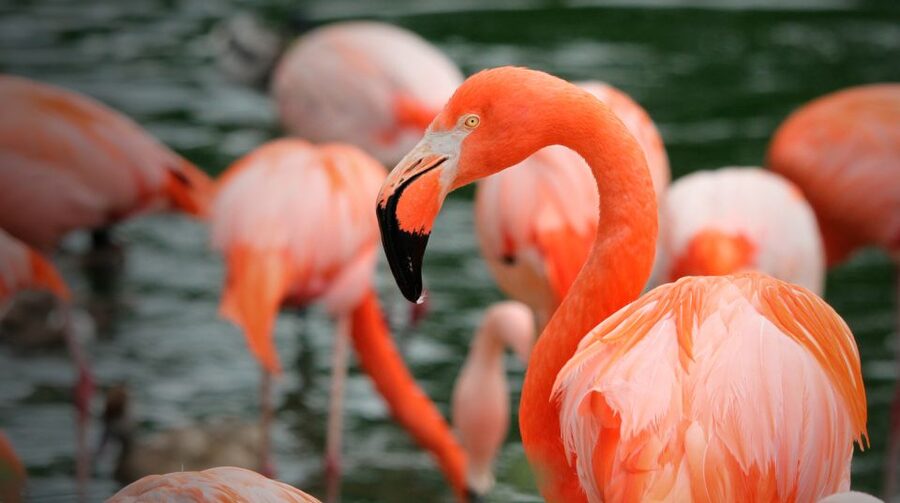 Madrid: Zoo Aquarium Madrid Ticket - IrenIA voice assistant and Tierra de Gorilas VR, tech that guides your curiosity