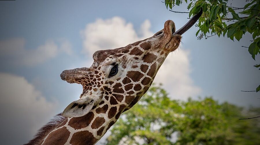 Madrid: Zoo Aquarium Madrid Ticket - Getting around the park, breaks, shade, and food you should plan for