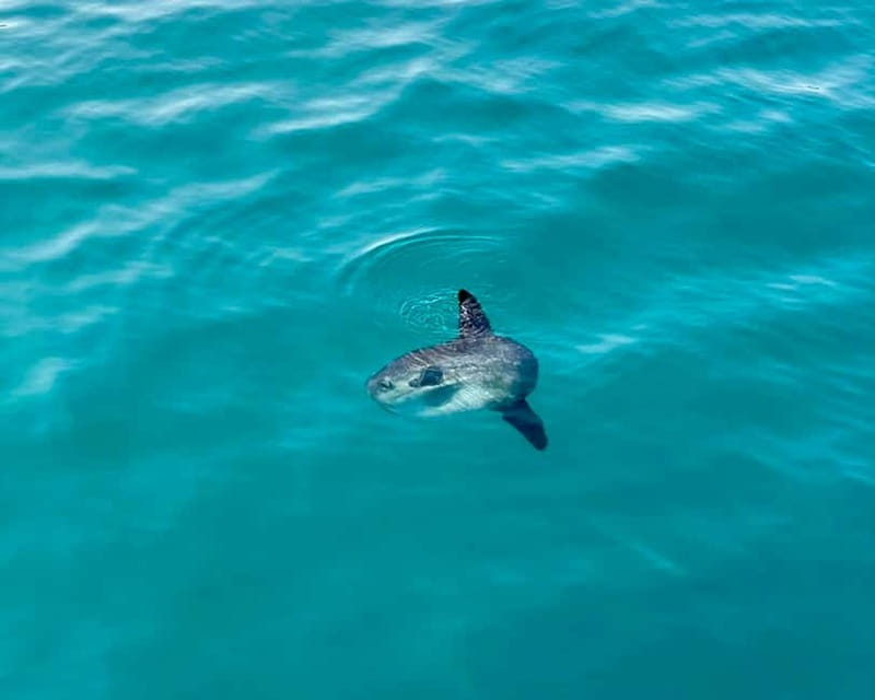 Málaga: Boat Tour w/ Snorkeling, Water Activities, and Lunch - Entering The Water: Pickup, Boat Feel, and What to Bring