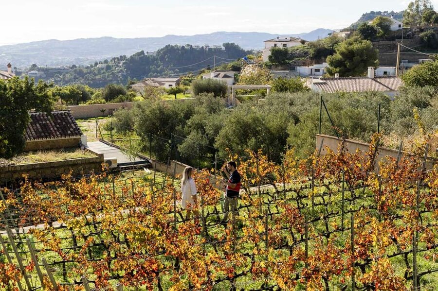 Malaga: Organic Vineyard Tour with 6 Wines, Tapas & Transfer - Quick decision guide: should you book?