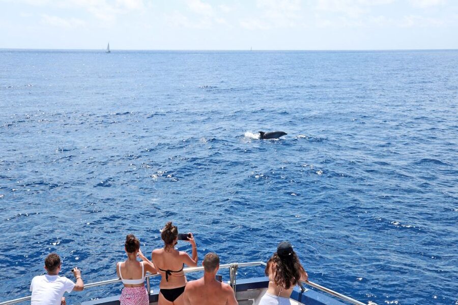Mallorca: 2-Hour Dolphin Watching Cruise & Glass-Bottom Boat - Dolphins and the glass-bottom boat setup in Mallorca