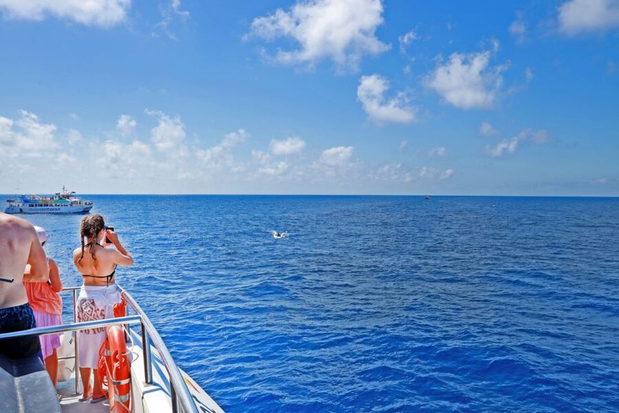 Mallorca: 2-Hour Dolphin Watching Cruise & Glass-Bottom Boat - A two-hour cruise along Mallorca with real dolphin spotting