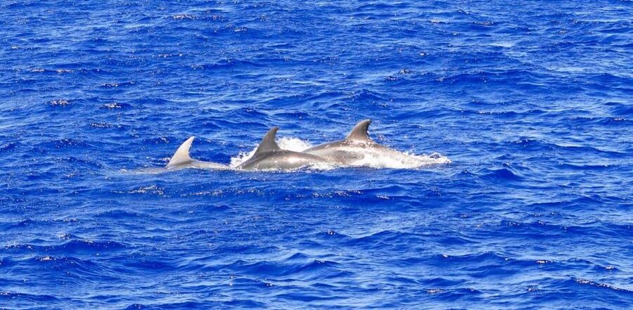 Mallorca: 3-Hour Afternoon Dolphin Watching Boat Tour - Mallorca Afternoon Dolphin Watching: What the 3 Hours Feel Like