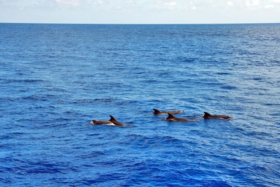 Mallorca: 3-Hour Afternoon Dolphin Watching Boat Tour - The Glass-Bottom Viewing Setup: Lower Deck Underwater Windows