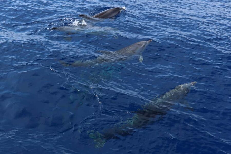 Mallorca: 3-Hour Afternoon Dolphin Watching Boat Tour - How the Dolphin Search Works in Real Life