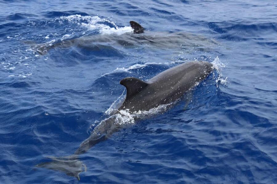 Mallorca: 3-Hour Afternoon Dolphin Watching Boat Tour - The Swim Stop in Crystal-Blue Water (With Snorkel Gear Options)