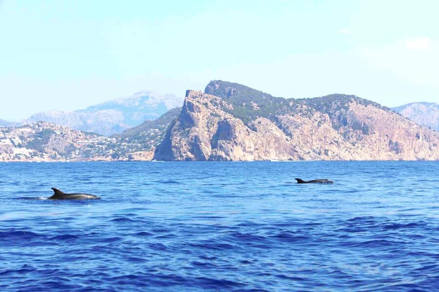 Mallorca: 3-Hour Afternoon Dolphin Watching Boat Tour - Onboard Bars, Music, and the Catamaran Sun Deck