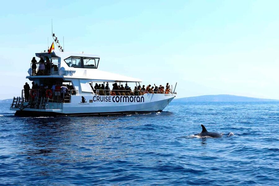 Mallorca: 3-Hour Afternoon Dolphin Watching Boat Tour - Views Along Mallorca’s South Coast: It’s Not Just About Dolphins