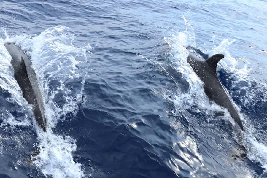 Mallorca: 3-Hour Afternoon Dolphin Watching Boat Tour - Price and Value: Is $48 a Good Deal for This Boat Trip?