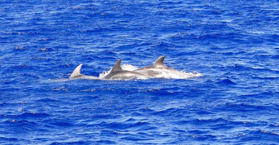 Mallorca: 3-Hour Afternoon Dolphin Watching Boat Tour - Getting Aboard From Santa Ponsa or Paguera (And What to Bring)