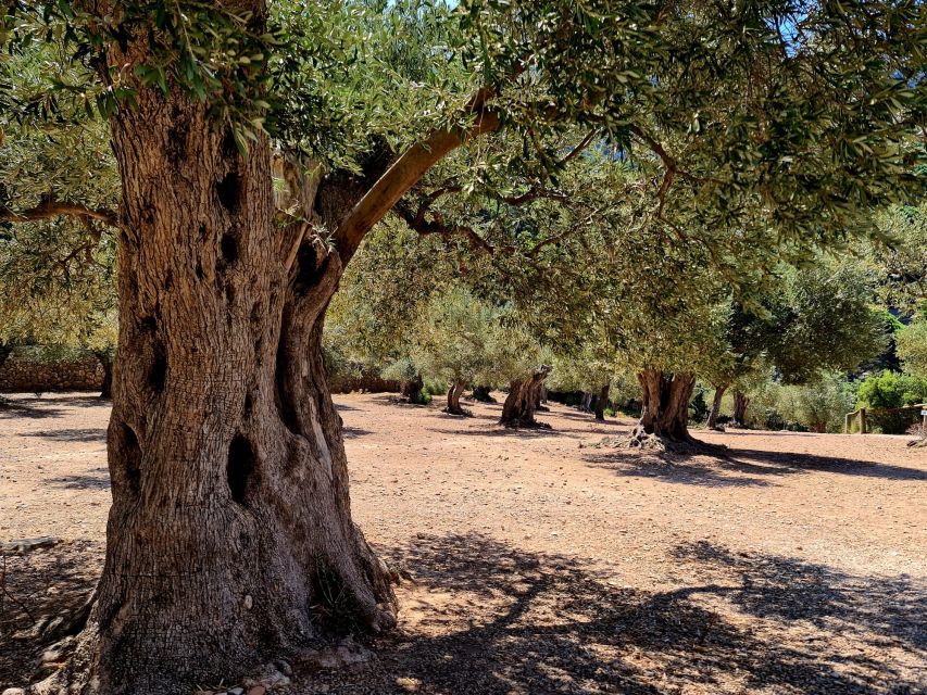 Mallorca: Day Trip to Hidden Gems of Tramuntana with Lunch - Hotel pickup from Cala Blava to Calvià, and how to plan your timing
