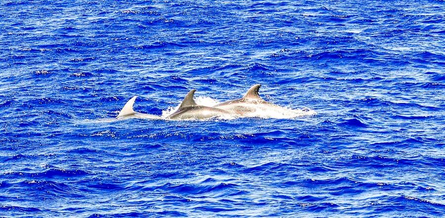 Mallorca: Dolphin Watching Cruise - Environmental care and energy efficiency on the water