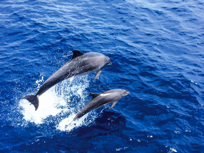 Mallorca: Dolphin Watching Cruise - Why this 3-hour dolphin cruise feels like good value