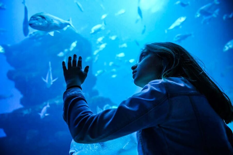Mallorca: Dolphin Watching Cruise - Glass-bottom views: when to look under the water