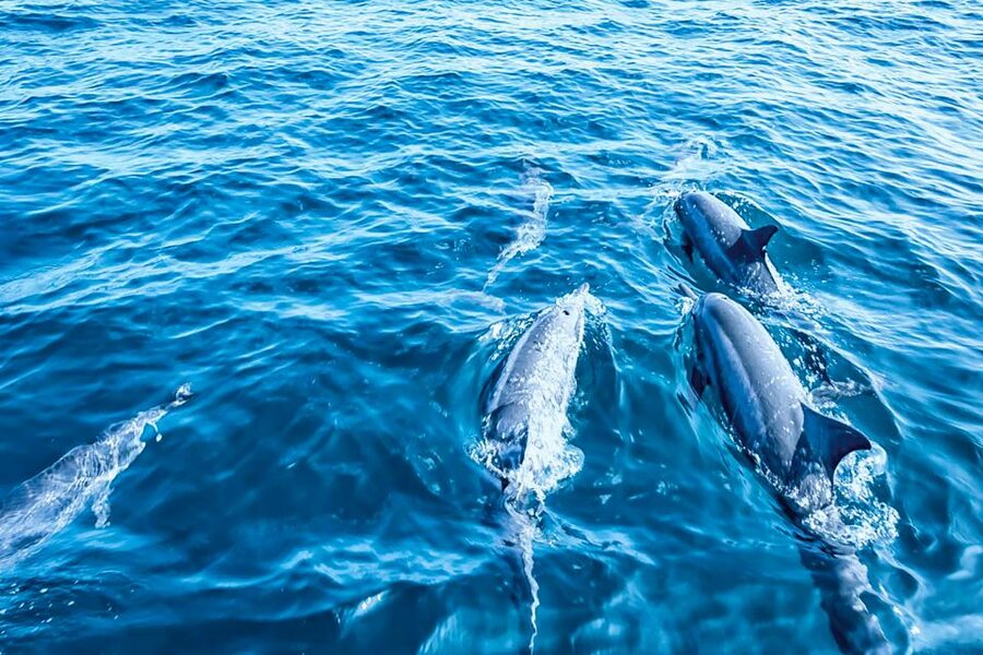 Mallorca: Dolphin Watching Cruise - The swim stop: snorkel gear and turquoise water time